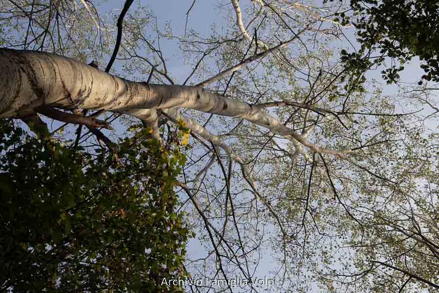 Meda, la memoria dell'Icmesa e del Bosco delle Querce